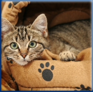 Campbell Village Veterinary Clinic offer cat boarding services in Dallas, TX 75248. Campbell Village Veterinary Clinic offer cat boarding services in Dallas, TX 75248.