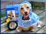 Campbell Village Veterinary Clinic highly recommends including your pet in your emergency preparedness plans. Campbell Village Veterinary Clinic highly recommends including your pet in your emergency preparedness plans.