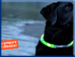Campbell Village Veterinary Clinic highly recommends including your pet in your emergency preparedness plans. Campbell Village Veterinary Clinic highly recommends including your pet in your emergency preparedness plans.