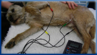 Campbell Village Veterinary Clinic regularly uses Electrocardiography to monitor patients under anesthesia.