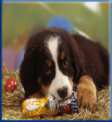 Campbell Village Veterinary Clinic warns against foods your dog should not eat. Campbell Village Veterinary Clinic warns against foods your dog should not eat.