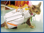 Campbell Village Veterinary Clinic highly recommends including your pet in your emergency preparedness plans. Campbell Village Veterinary Clinic highly recommends including your pet in your emergency preparedness plans.