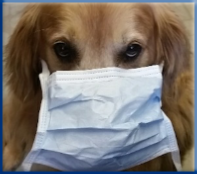 Campbell Village Veterinary Clinic offers Titers Testing as an option to prevent unnecessary re-vaccination for infectious diseases whenever possible.