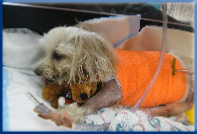 Campbell Village Veterinary Clinic provides conscientious ICU and post-op care.