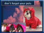 Campbell Village Veterinary Clinic highly recommends including your pet in your emergency preparedness plans. Campbell Village Veterinary Clinic highly recommends including your pet in your emergency preparedness plans.