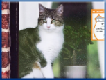 Campbell Village Veterinary Clinic highly recommends including your pet in your emergency preparedness plans. Campbell Village Veterinary Clinic highly recommends including your pet in your emergency preparedness plans.