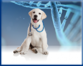 Campbell Village Veterinary Clinic wants you aware of canine DNA opportunities.