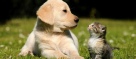 Campbell Village Vet Clinic can't wait to meet you and your pet!