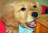 Campbell Village Veterinary Clinic provides tips to help keep your pet's environment safe. Campbell Village Veterinary Clinic provides tips to help keep your pet's environment safe.