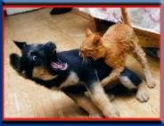Let Campbell Village Veterinary Clinic help with your pet's behavioral problems.