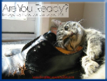 Campbell Village Veterinary Clinic highly recommends including your pet in your emergency preparedness plans. Campbell Village Veterinary Clinic highly recommends including your pet in your emergency preparedness plans.