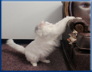 Let Campbell Village Veterinary Clinic help with your pet's behavioral problems.