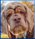 Campbell Village Veterinary Clinic recognizes that older pets often need specialized care. Campbell Village Veterinary Clinic recognizes that older pets often need specialized care.