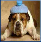 Campbell Village Veterinary Clinic warns against foods your dog should not eat. Campbell Village Veterinary Clinic warns against foods your dog should not eat.