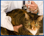 Campbell Village Veterinary Clinic promotes regular vaccinations to protect your pet from preventable infectious diseases. Campbell Village Veterinary Clinic promotes regular vaccinations to protect your pet from preventable infectious diseases.