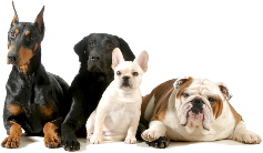 Campbell Village Veterinary Clinic shares dog news and information to help keep your dog happy and healthy.