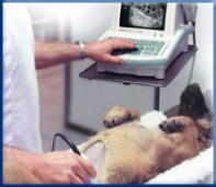 Campbell Village Veterinary Clinic uses digital Sonography equipment and can quickly share when a second opinion is necessary. Campbell Village Veterinary Clinic uses digital Sonography equipment and can quickly share when a second opinion is necessary.