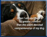 Campbell Village Veterinary Clinic provides resources to help you learn more about each breed of dog.