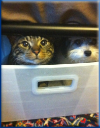 Campbell Village Veterinary Clinic keeps most cat and dog commonly-used medications, foods, preventions and treatment products "in-house".