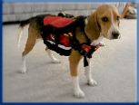 Campbell Village Veterinary Clinic highly recommends including your pet in your emergency preparedness plans. Campbell Village Veterinary Clinic highly recommends including your pet in your emergency preparedness plans.