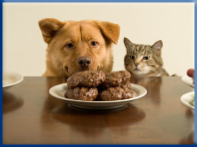 Campbell Village Veterinary Clinic can help you learn how to feed your pet right.