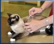 Campbell Village Veterinary Clinic promotes regular vaccinations to protect your pet from preventable infectious diseases. Campbell Village Veterinary Clinic promotes regular vaccinations to protect your pet from preventable infectious diseases.