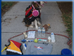 Campbell Village Veterinary Clinic highly recommends including your pet in your emergency preparedness plans. Campbell Village Veterinary Clinic highly recommends including your pet in your emergency preparedness plans.