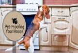 Campbell Village Veterinary Clinic provides tips to help keep your pet's environment safe. Campbell Village Veterinary Clinic provides tips to help keep your pet's environment safe.