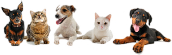 Campbell Village Veterinary Clinic promotes happy and healthy pets.