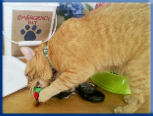 Campbell Village Veterinary Clinic highly recommends including your pet in your emergency preparedness plans. Campbell Village Veterinary Clinic highly recommends including your pet in your emergency preparedness plans.