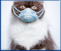 Campbell Village Veterinary Clinic offers Titers Testing as an option to prevent unnecessary re-vaccination for infectious diseases whenever possible.