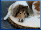 Campbell Village Veterinary Clinic offer dog boarding services in Dallas, TX 75248. Campbell Village Veterinary Clinic offer dog boarding services in Dallas, TX 75248.