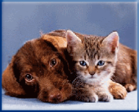 Campbell Village Veterinary Clinic can help to maximize your pet's reproductive potential.