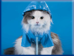 Campbell Village Veterinary Clinic highly recommends including your pet in your emergency preparedness plans. Campbell Village Veterinary Clinic highly recommends including your pet in your emergency preparedness plans.