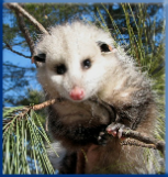 Campbell Village Veterinary Clinic provides references of various area wildlife rescue groups in case you have an unexpected "guest".