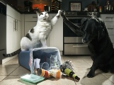 Campbell Village Veterinary Clinic provides tips to help keep your pet's environment safe. Campbell Village Veterinary Clinic provides tips to help keep your pet's environment safe.