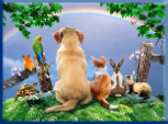 Campbell Village Veterinary Clinic strives to help lessen the pain of your pet's passing over the "Rainbow Bridge".