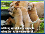 Campbell Village Veterinary Clinic highly recommends including your pet in your emergency preparedness plans. Campbell Village Veterinary Clinic highly recommends including your pet in your emergency preparedness plans.