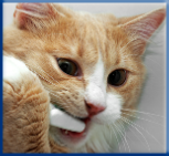 Campbell Village Veterinary Clinic promotes comprehensive dental care for pets to keep teeth longer and aid in fresher breath.