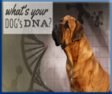 Campbell Village Veterinary Clinic wants you aware of canine DNA opportunities.