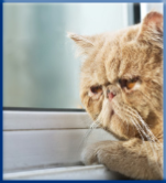 Campbell Village Veterinary Clinic recognizes that older pets often need specialized care. Campbell Village Veterinary Clinic recognizes that older pets often need specialized care.