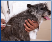 Campbell Village Veterinary Clinic promotes regular vaccinations to protect your pet from preventable infectious diseases. Campbell Village Veterinary Clinic promotes regular vaccinations to protect your pet from preventable infectious diseases.