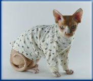 Campbell Village Veterinary Clinic strives to make any necessary surgery as safe and painless as possible for your pet. Campbell Village Veterinary Clinic strives to make any necessary surgery as safe and painless as possible for your pet.
