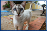 Campbell Village Veterinary Clinic can help to customize your senior pet's care for its individual needs.