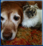 Campbell Village Veterinary Clinic recognizes that older pets often need specialized care. Campbell Village Veterinary Clinic recognizes that older pets often need specialized care.