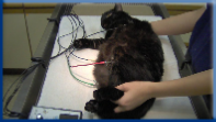 Campbell Village Veterinary Clinic regularly uses Electrocardiography to monitor patients under anesthesia.