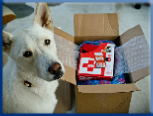 Campbell Village Veterinary Clinic highly recommends including your pet in your emergency preparedness plans. Campbell Village Veterinary Clinic highly recommends including your pet in your emergency preparedness plans.