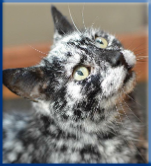 Campbell Village Veterinary Clinic recognizes that older pets often need specialized care. Campbell Village Veterinary Clinic recognizes that older pets often need specialized care.