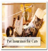Campbell Village Veterinary Clinic suggests having pet insurance to help reduce your medical cost. Campbell Village Veterinary Clinic suggests having pet insurance to help reduce your medical cost.