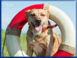 Campbell Village Veterinary Clinic highly recommends including your pet in your emergency preparedness plans. Campbell Village Veterinary Clinic highly recommends including your pet in your emergency preparedness plans.